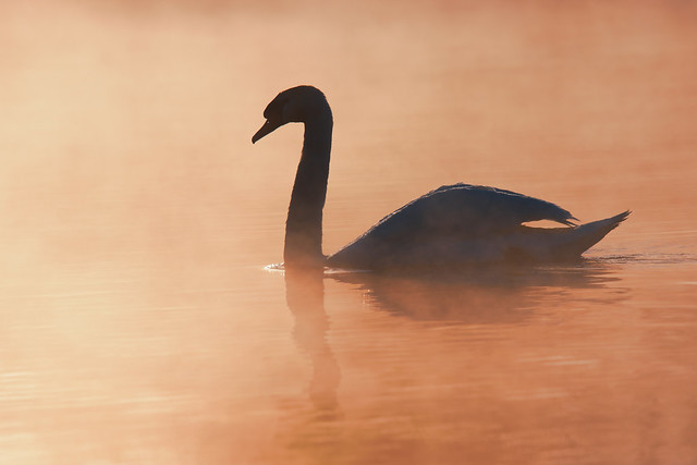 Swan sunrise - 2