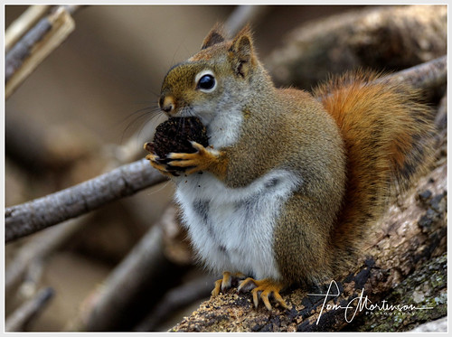 redsquirrel wisconsin squirrel wildlife animal usa america northamerica midwest canon5ds tamron150600g2 nature mammal outdoors naturephotography digital