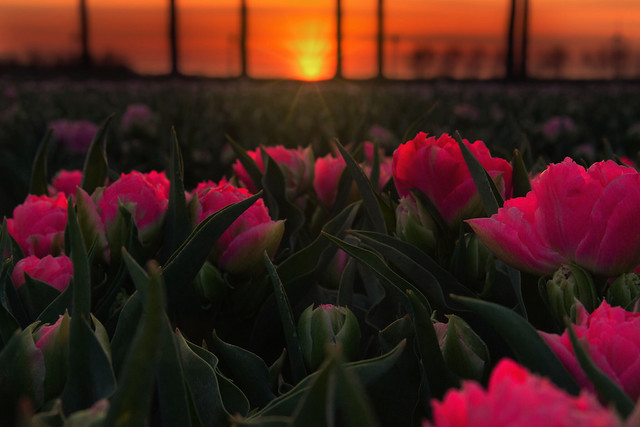 Tulips and sunset