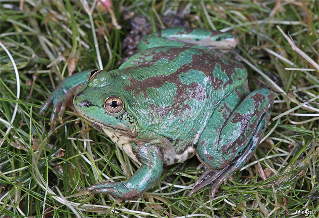 La Plata Paradox Frog (Pseudis platensis)