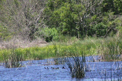 4.24.21 Brazoria National Wildlife Refuge