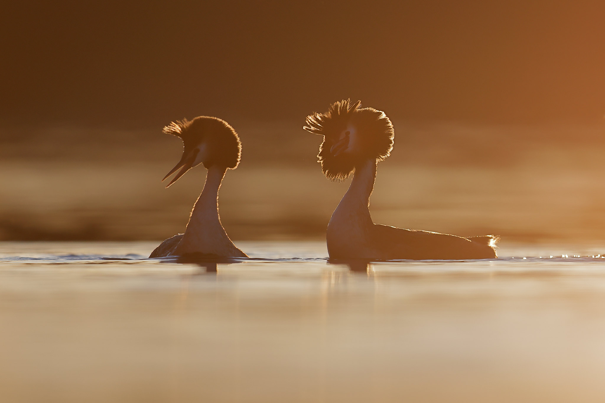 Podiceps cristatus | Great Crested Grebe | skäggdopping