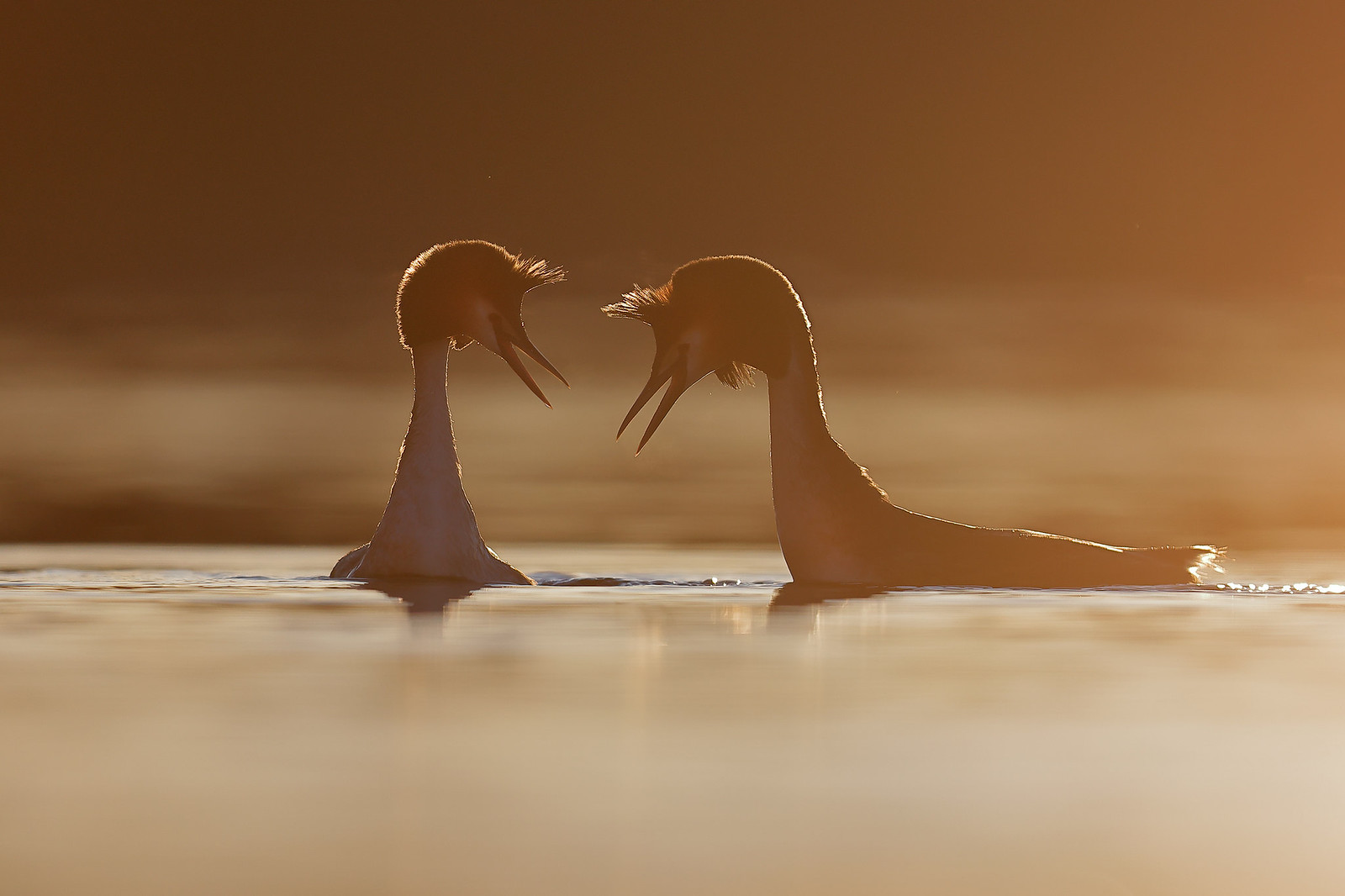 Podiceps cristatus | Great Crested Grebe | skäggdopping