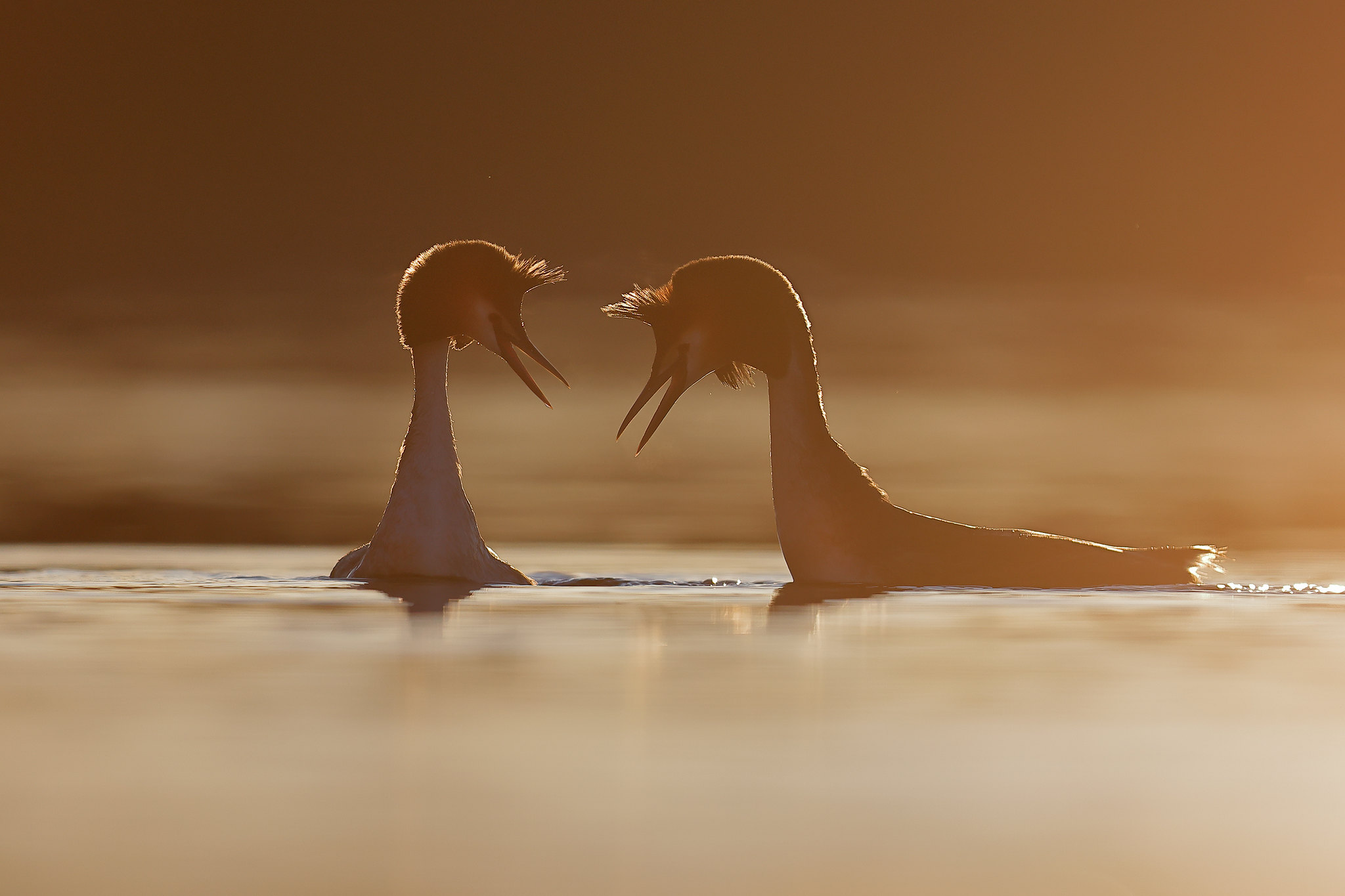 Podiceps cristatus | Great Crested Grebe | skäggdopping