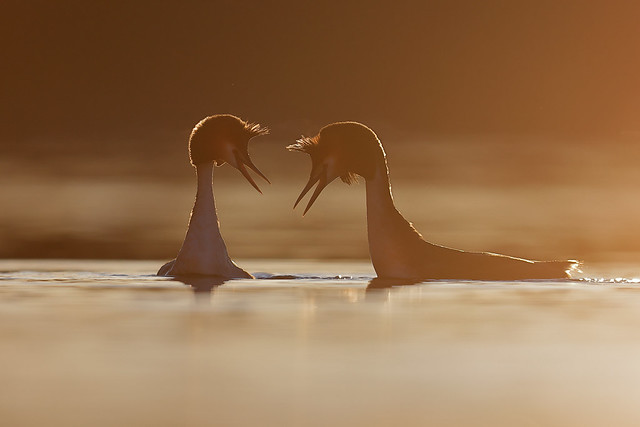 Podiceps cristatus | Great Crested Grebe | skäggdopping