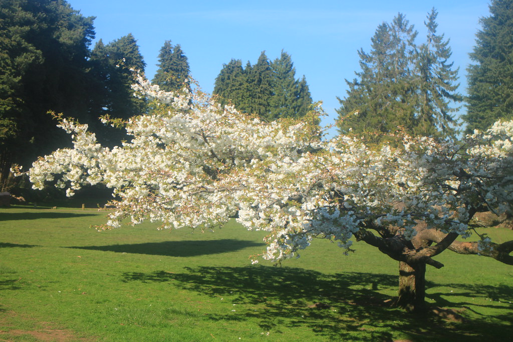 Panteg Park Cherry Blossom