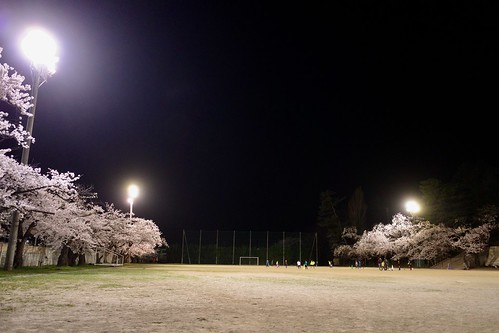 内野の夜桜 2021 2