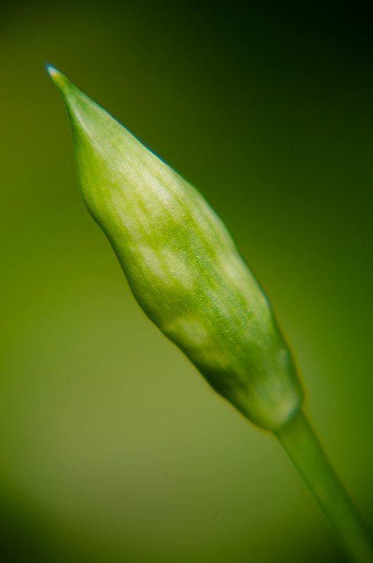 Wild garlic flowers opening