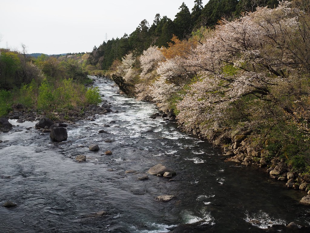 Shirayuki river in spring