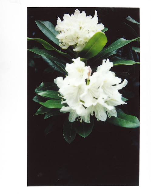 Two Rhodies