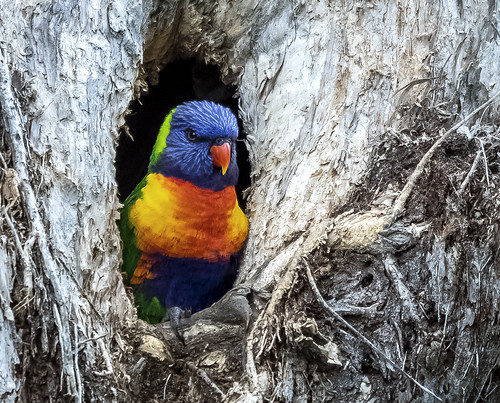 Nesting Mum | by Old guy with attitude