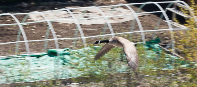 Low flying Canada Goose