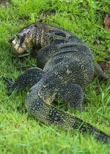 Monitor Lizard 4a | by LaguardiaBrian