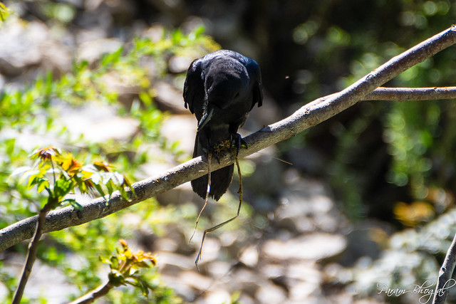 Large-Billed Crow (PB2_4528)