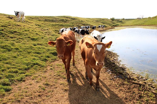 cows herd landscape welham field disusedpit sunlight shadows