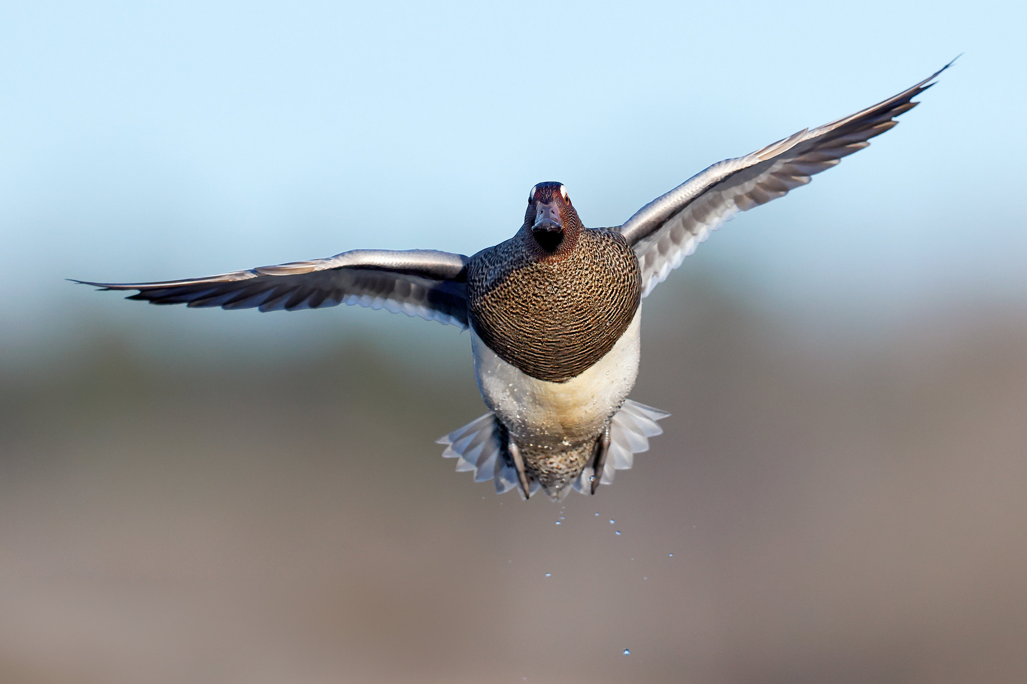 Spatula querquedula | Garganey | årta