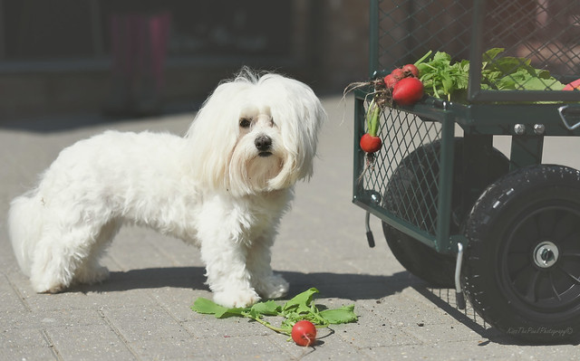 Dogs and Radishes