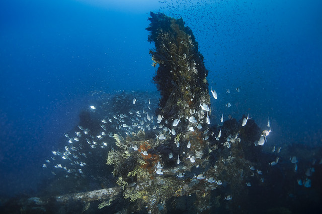 Donator wreck of Mediterranean Sea