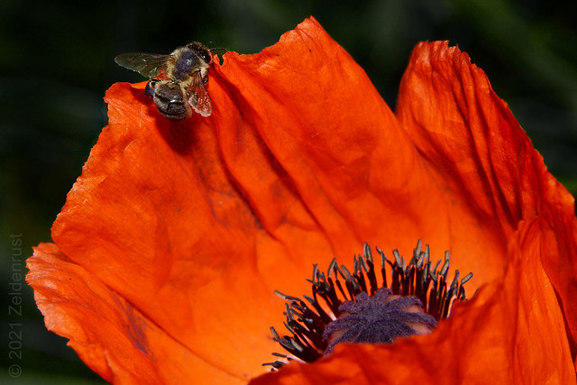 Papaver with honeybee