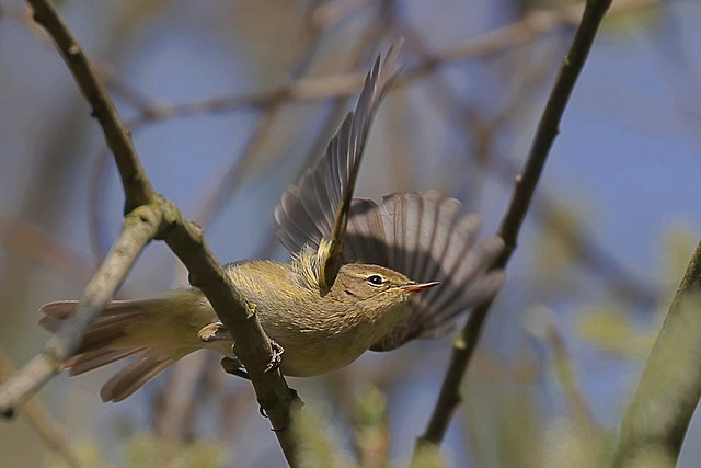 chiffchaff on the move
