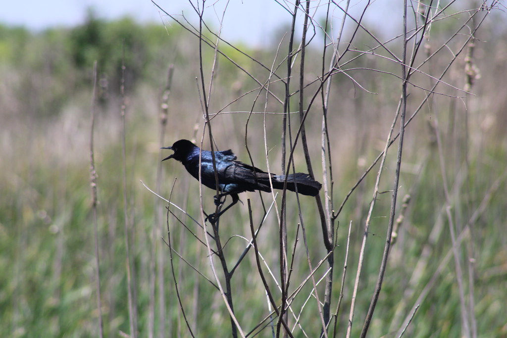 Brazoria Wildlife Refuge 42121 (35)