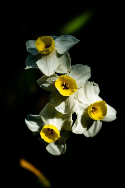 Sizergh Flowers-1