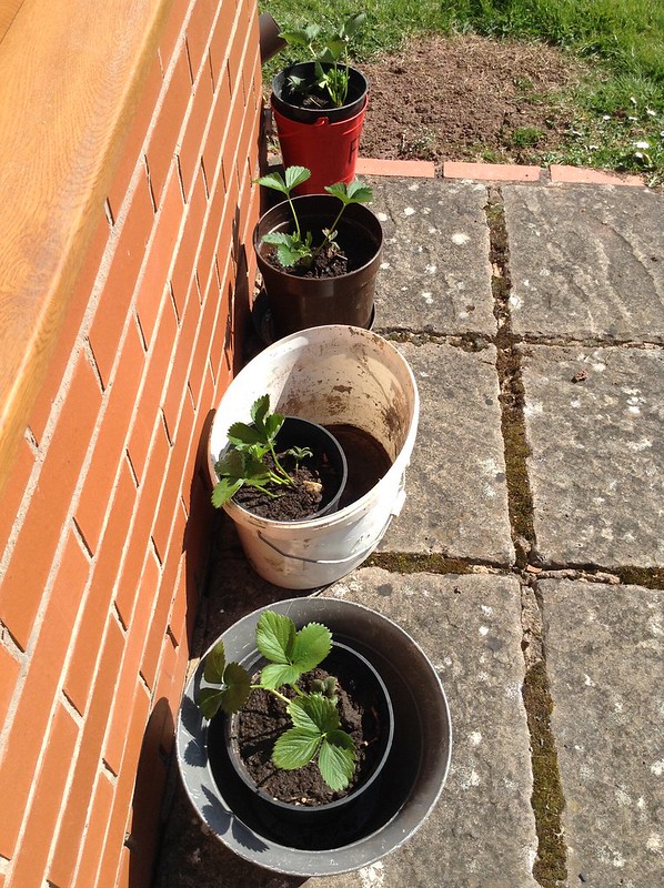 Strawberry plants repotted