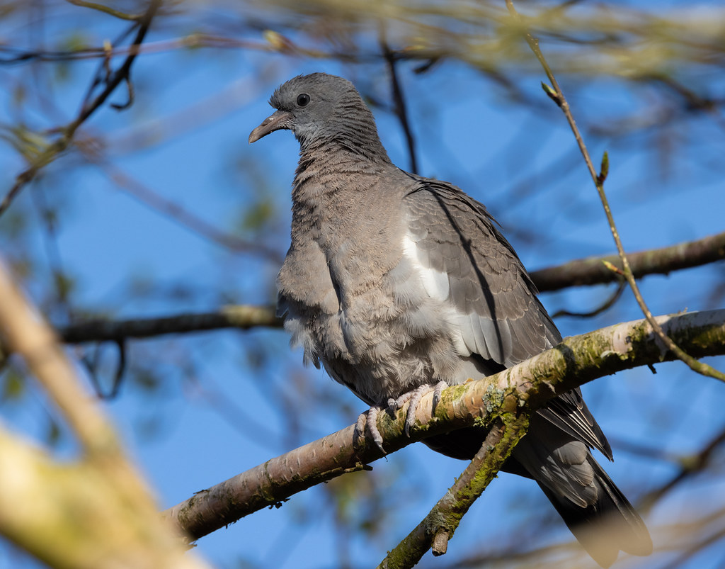 Fledgling Wood Pigeon | We often see Wood Pigeons in our gar… | Flickr