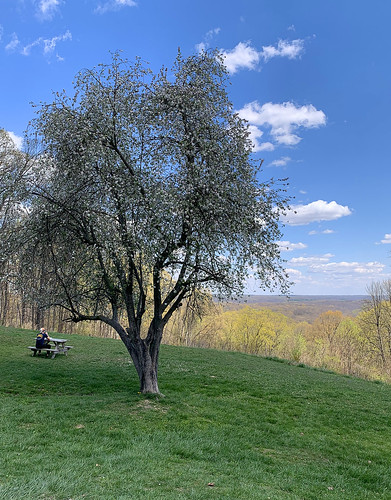 spring indiana blossom tree sky blue colorful beautiful interesting view clouds photographerssky green picnic peaceful