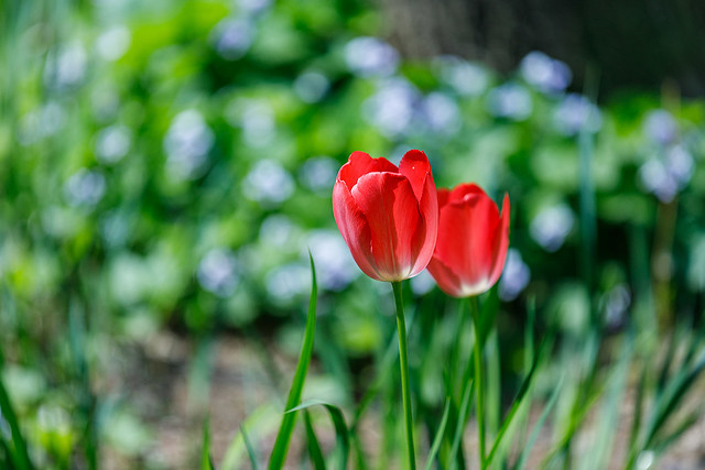 210426_April tulips