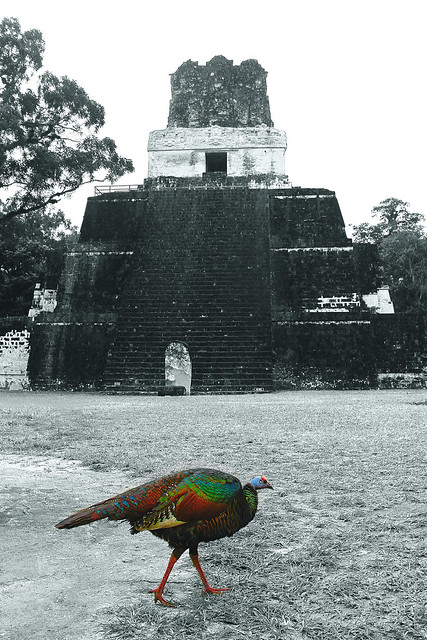 Tikal, Guatemala, 2014