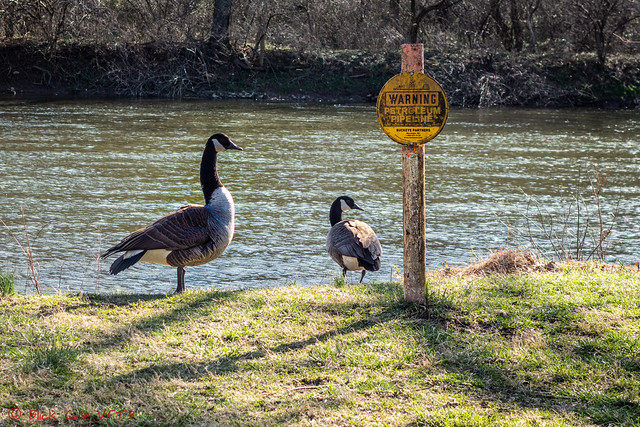Maybe Geese Can Read