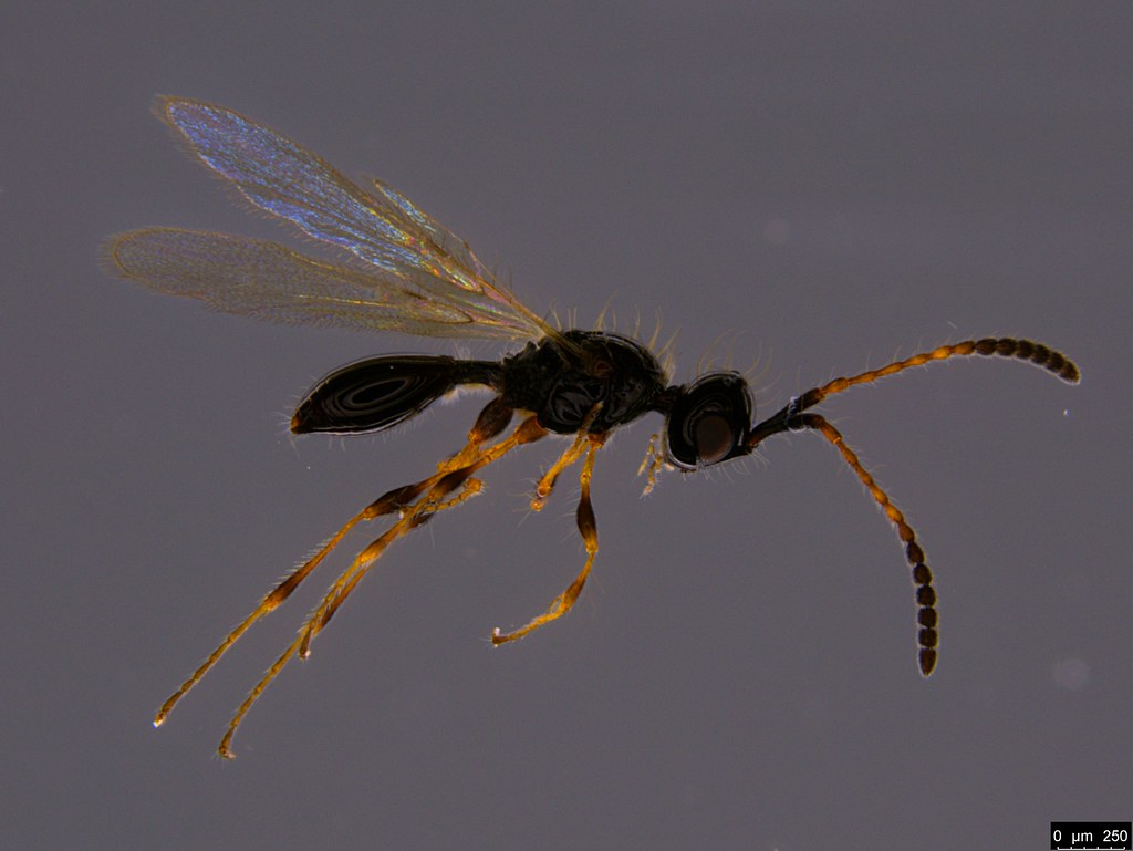 8a - Diapriidae sp.