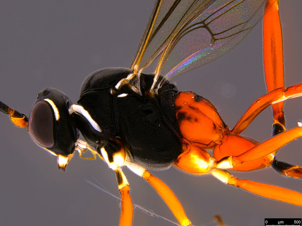 13b - Ichneumonidae sp.