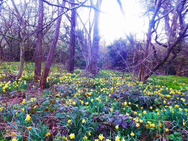 Daffodils near old railway at Hellaby Brook    (former Thrybergh to Hellaby line)   April 2021