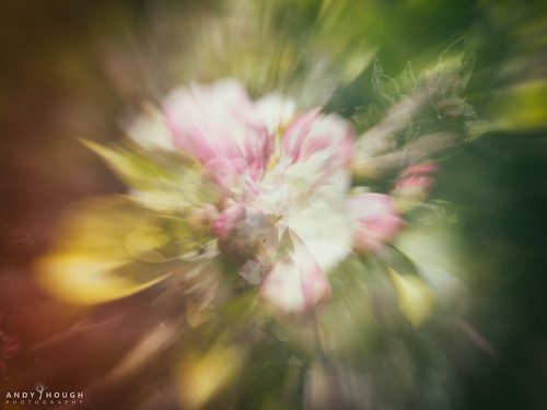 princesrisborough blossom abstract multipleexposure analogefexpro colour color artistic blur olympus omd em1 andyhough andyhoughphotography