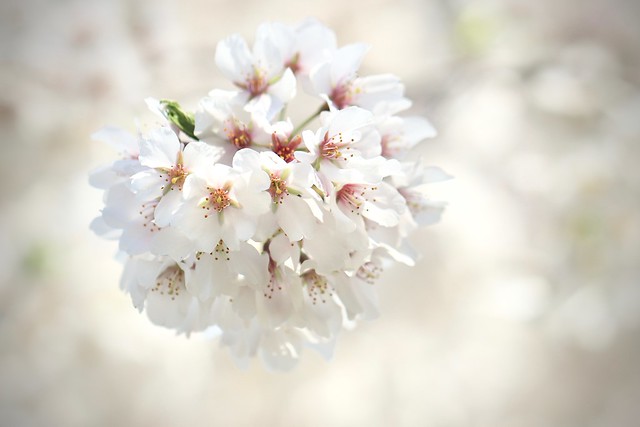 Sukura aka Cherry Blossoms