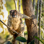 Collared Lemur (Eulemur collaris)