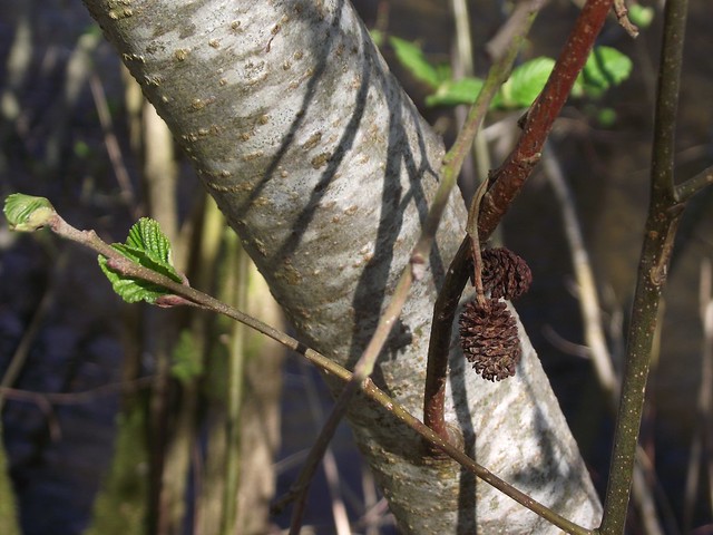 Alnus incana (Grey Alder), bark, cones, new leaves,  Stanborough Lakes, Welwyn Garden City, Herts, 25.4.21