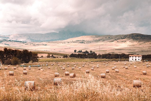 Sicily fields