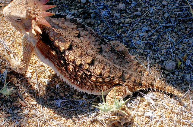 A Regal Horned Lizard, captured in bright morning sunlight..