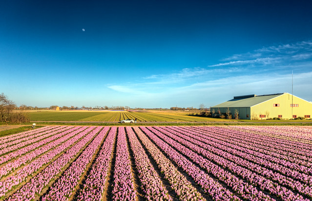 Hyacinths in Holland.