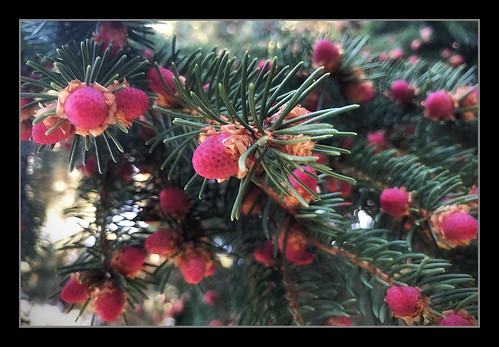 Blooming Pine