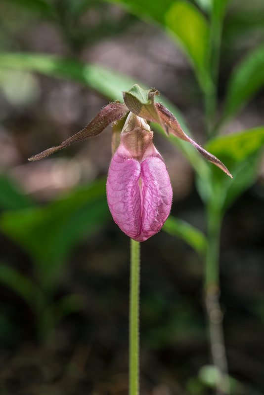 Pink Lady's-slipper orchid