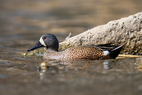 Blue-winged Teal | by DavidAWelch