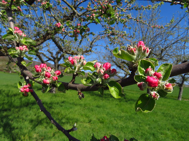 Apfelblüten bzw. Knospen