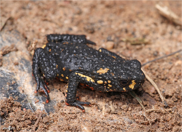 Paraguayan Red-bellied Toad (Melanophryniscus paraguayensis)