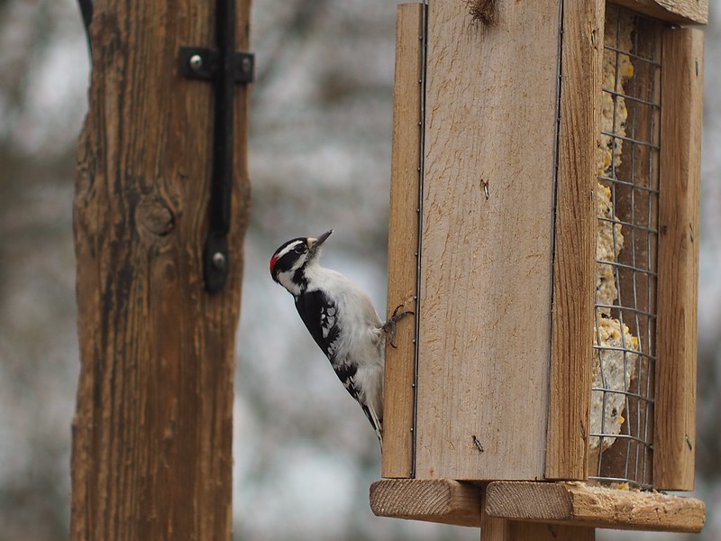 Woodpeckers at Afton State Park