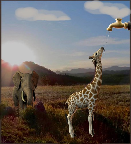 DM M Caram | by indybev1