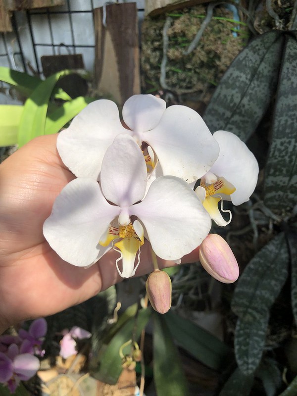 Phalaenopsis amabilis